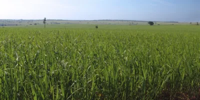 Com ajuda de subsídios, Índia deve superar Brasil e se tornar a maior produtora de cana-de-açúcar do mundo