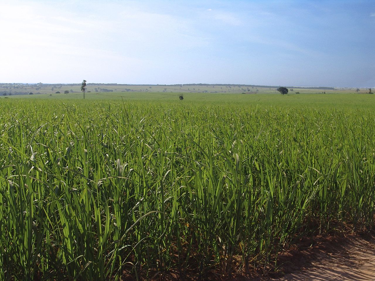 Com ajuda de subsídios, Índia deve superar Brasil e se tornar a maior produtora de cana-de-açúcar do mundo