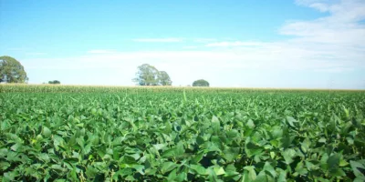 China paralisa compra parcial de soja norte-americana; mercado brasileiro pode se beneficiar