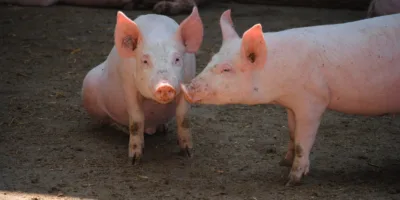Surto de febre suína africana favorece produtores de frango