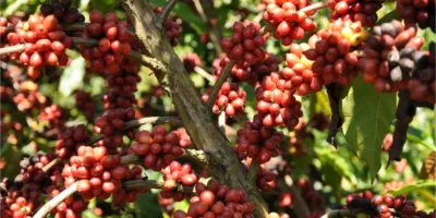 Safra de café bate recorde e cresce 37% em 2018