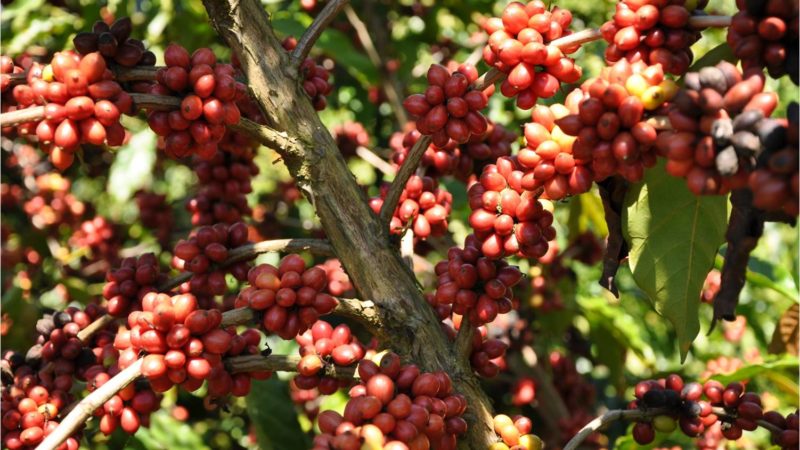 Safra de café bate recorde e cresce 37% em 2018