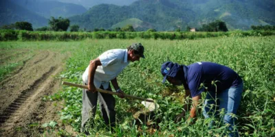 Safra de grãos será 1,7% maior em 2019, de acordo com IBGE