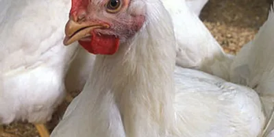 Arábia Saudita desabilita cinco exportadores de carne de frango do Brasil