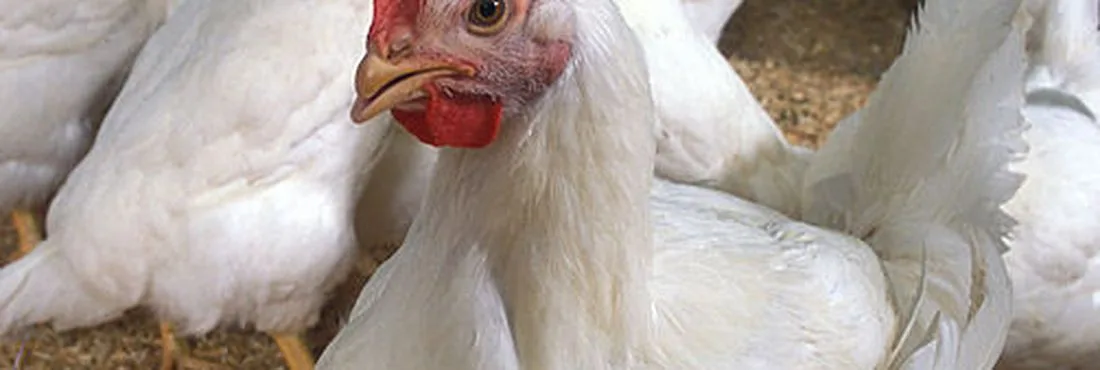 Arábia Saudita desabilita cinco exportadores de carne de frango do Brasil