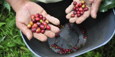 Exportação de café verde do Brasil em janeiro é recorde, diz Cecafé