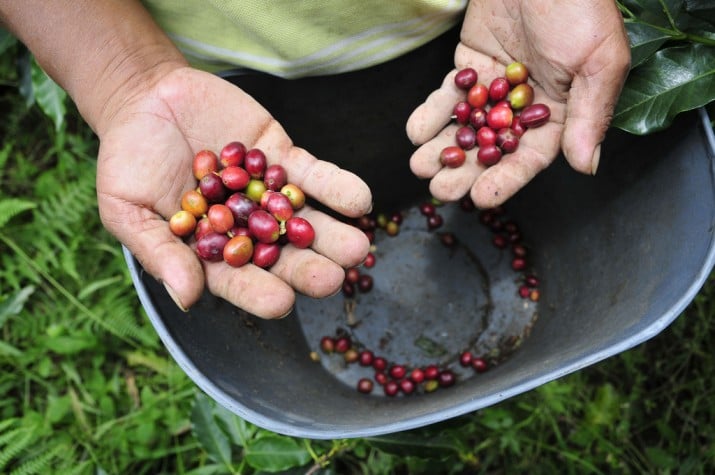 Exportação de café verde do Brasil em janeiro é recorde, diz Cecafé