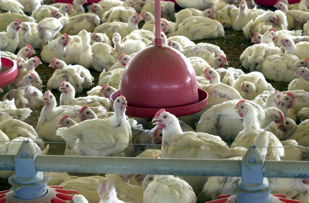 ração animal