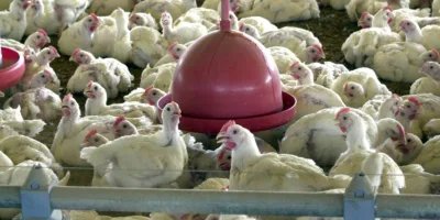 Indústria de ração animal brasileira sente impacto com baixa na avicultura