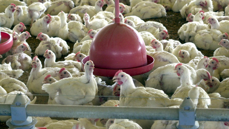 Indústria de ração animal brasileira sente impacto com baixa na avicultura