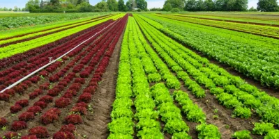 Governo quer menos BB no setor de crédito rural, e mais bancos privados