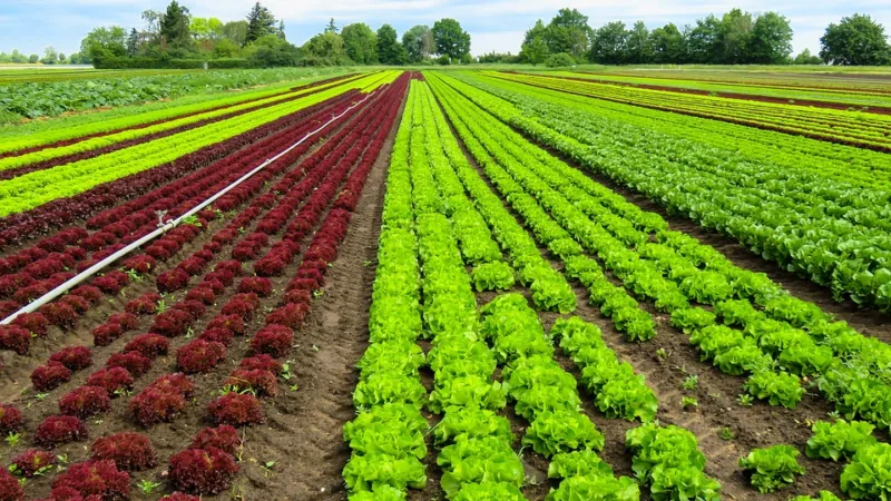 Governo quer menos BB no setor de crédito rural, e mais bancos privados