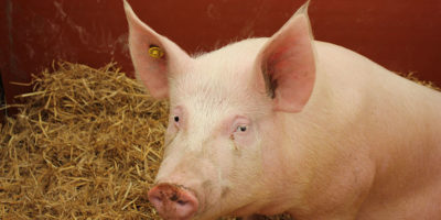 JBS sobe 8% após CEO dizer que peste suína na China alavancou lucro