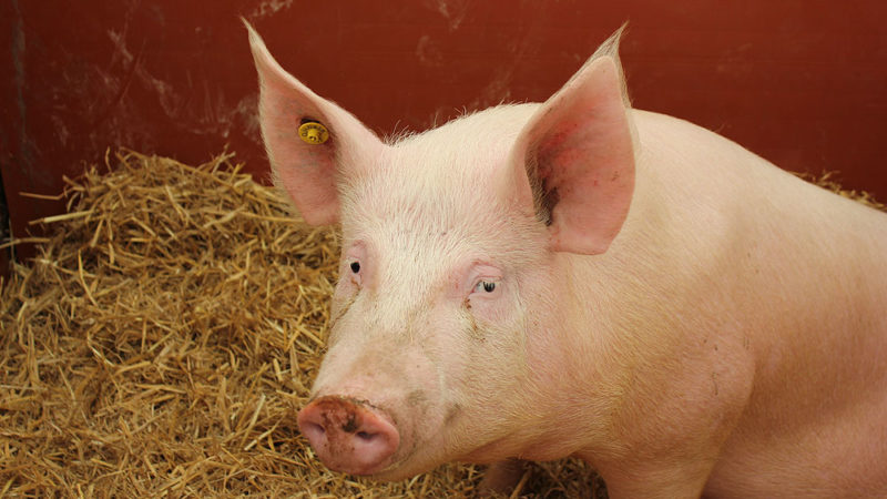 JBS sobe 8% após CEO dizer que peste suína na China alavancou lucro
