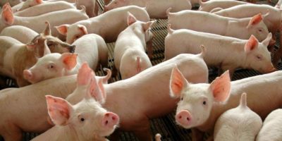 Importações de carne suína brasileira pela China crescem 107% em julho