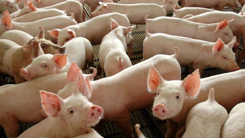 Importações de carne suína brasileira pela China crescem 107% em julho