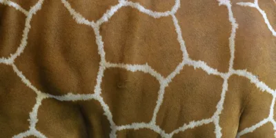 Prada não produzirá mais peças de roupa com peles de animais