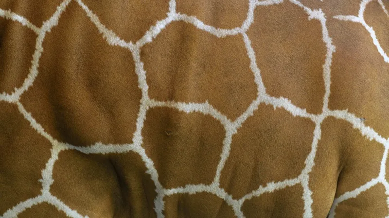 Prada não produzirá mais peças de roupa com peles de animais