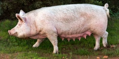JBS cai 6% com exportações de carne suína da UE para a China em alta