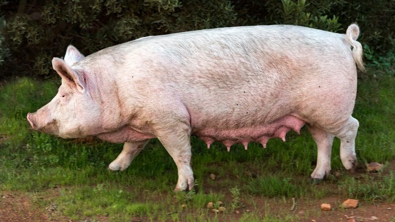 JBS cai 6% com exportações de carne suína da UE para a China em alta