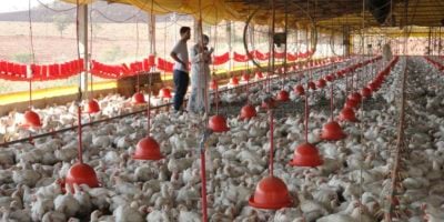 Gripe aviária: BTG projeta impactos negativos sobre empresas listadas