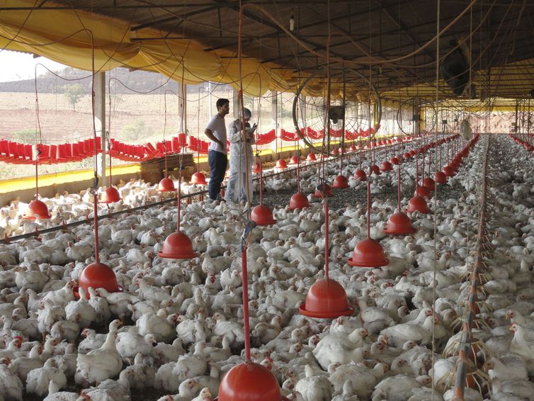exportações de frango