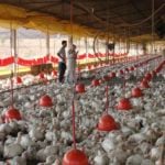 Gripe aviária: BTG projeta impactos negativos sobre empresas listadas