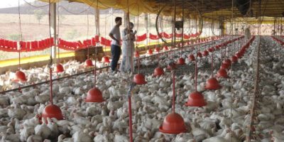 Exportações de frango do Brasil crescem devido a peste suína na China