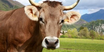 Ministério da Agricultura suspende exportação de carne bovina à China