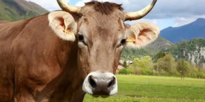 Ministério da Agricultura suspende exportação de carne bovina à China