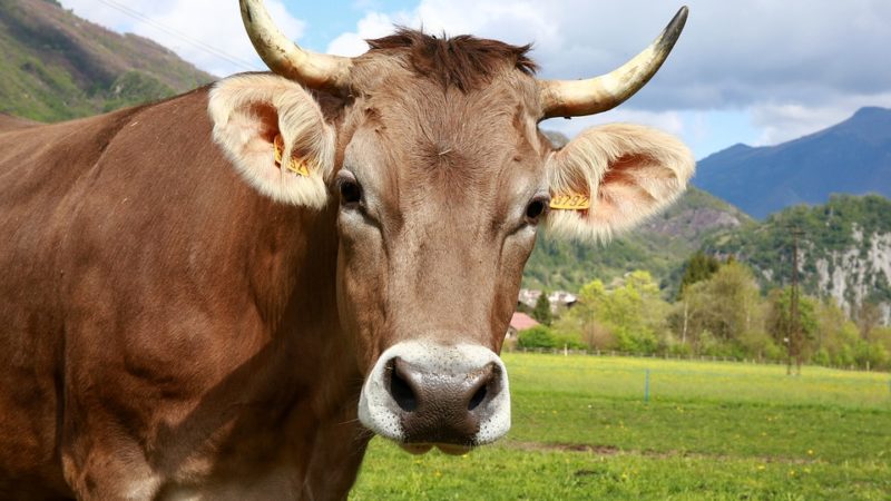 Brasil altera normas sobre gado para se adequar no acordo entre Mercosul e UE