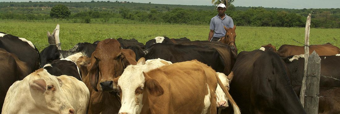 Brasil retornará a exportar carne bovina para China