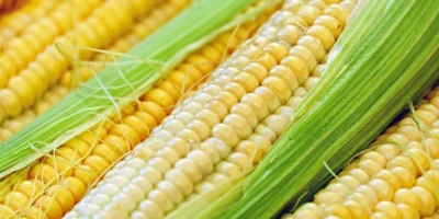 México: com conflito comercial com EUA, país importa milho do Brasil