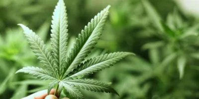 Ex-banqueiro se torna bilionário graças a boom da maconha nos EUA