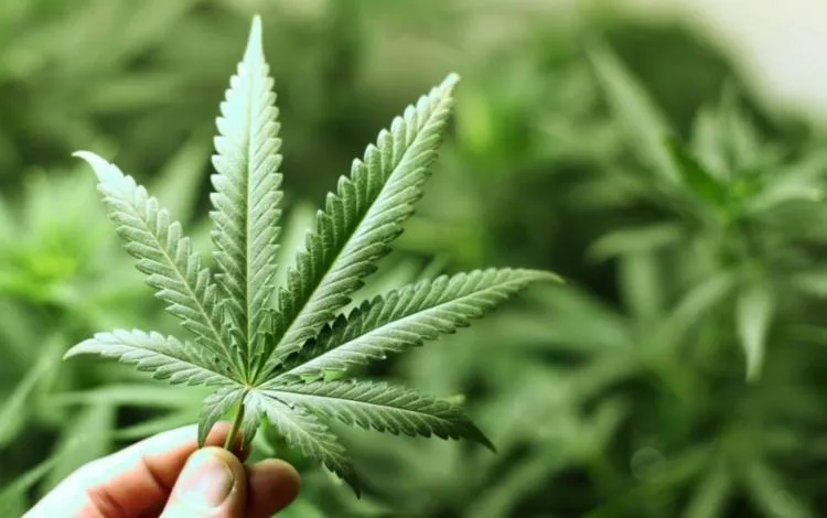 Ex-banqueiro se torna bilionário graças a boom da maconha nos EUA