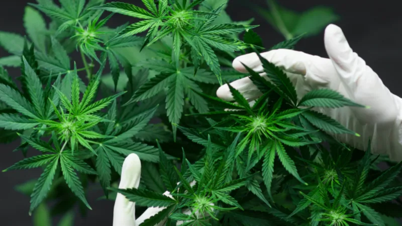 Resolução que autoriza produtos derivados da maconha entra em vigor