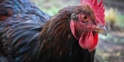 Brasil vai à OMC por embargo das Filipinas contra importação de frango