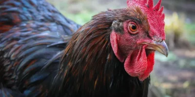 Brasil vai à OMC por embargo das Filipinas contra importação de frango