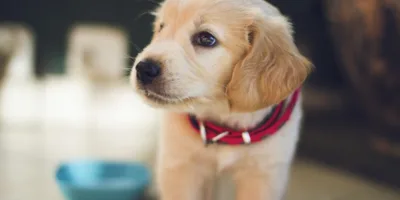 Mercado de Pets: confira o crescimento do setor durante os últimos anos
