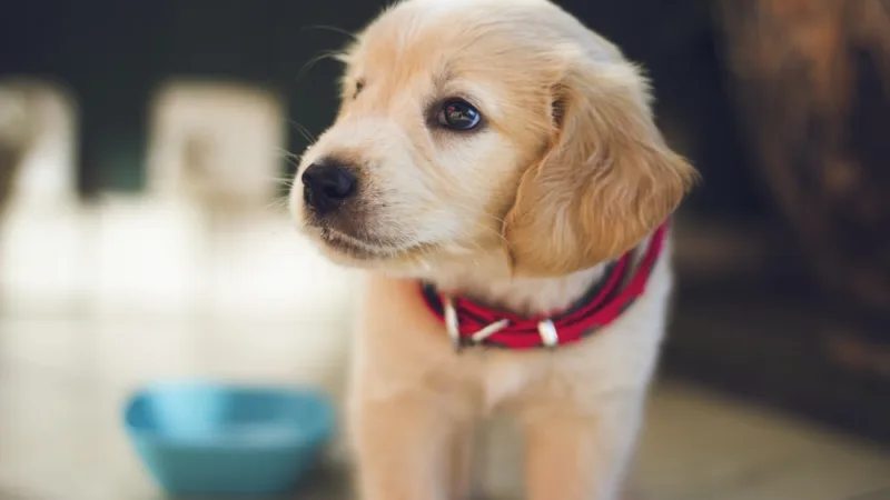 Mercado de Pets: confira o crescimento do setor durante os últimos anos