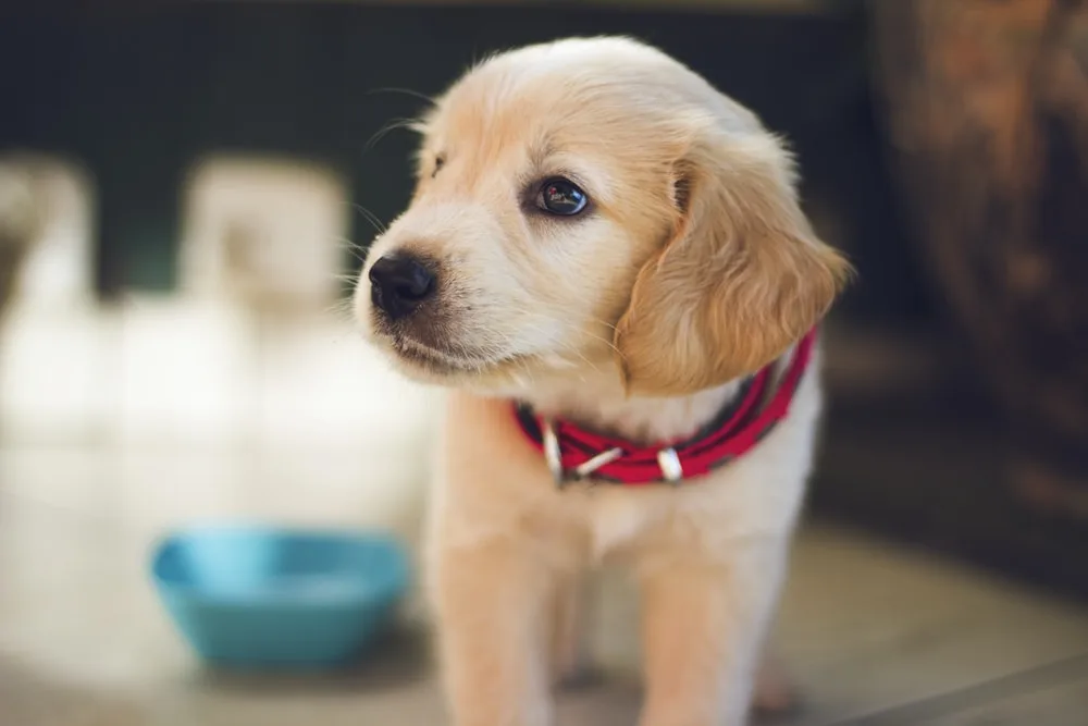 Mercado de Pets: confira o crescimento do setor durante os últimos anos