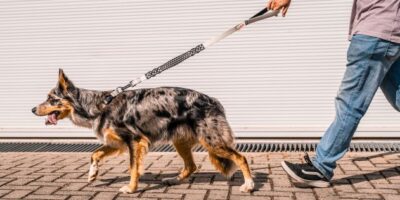 Petlove e DogHero anunciam fusão de operações