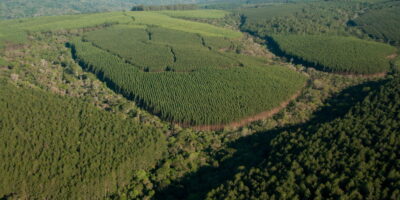 Cade aprova parceria de Klabin (KLBN11) e Timber em Santa Catarina