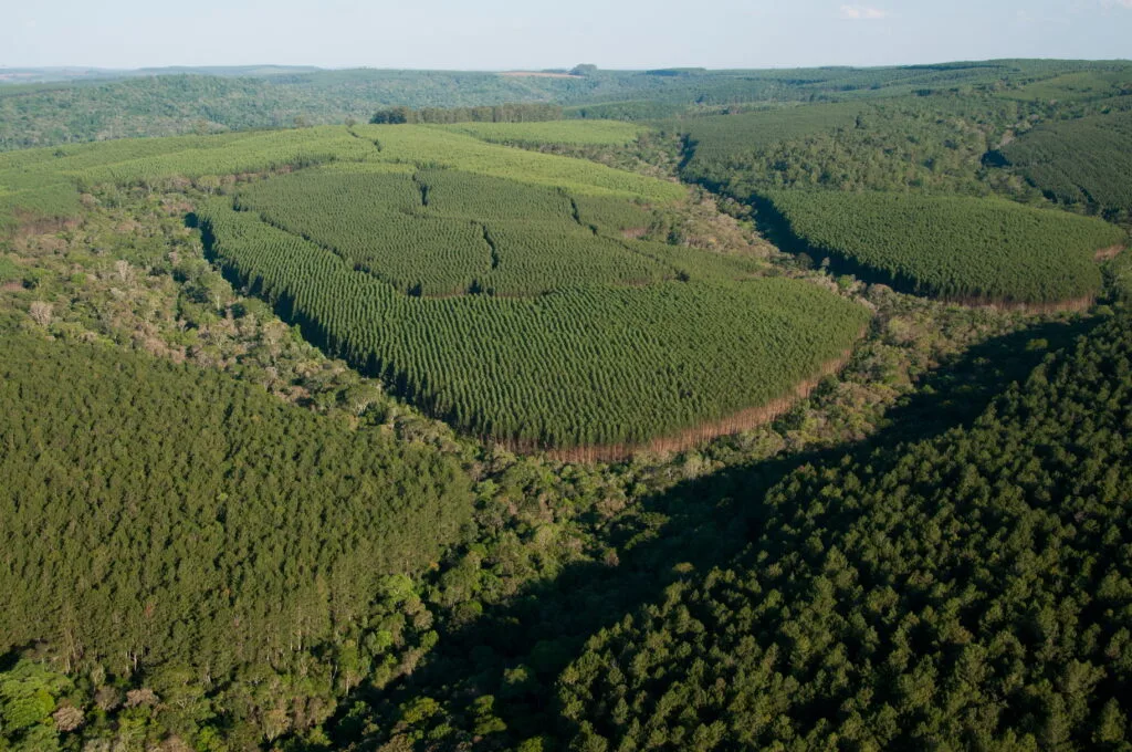 Cade aprova parceria entre Klabin e Timber em Santa Catarina