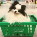 Caminho aberto: Cade dá aval à fusão entre Petz (PETZ3) e Cobasi