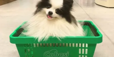 Cobasi, concorrente da Petz (PETZ3), recebe aporte de R$ 300 milhões da Kinea