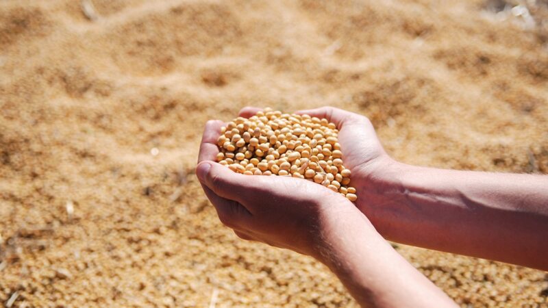 Mato Grosso ultrapassa Argentina e vira 3º maior produtor de soja do mundo