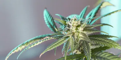 ETF de Bíblia a cannabis: 5 dos fundos de índices mais originais dos EUA