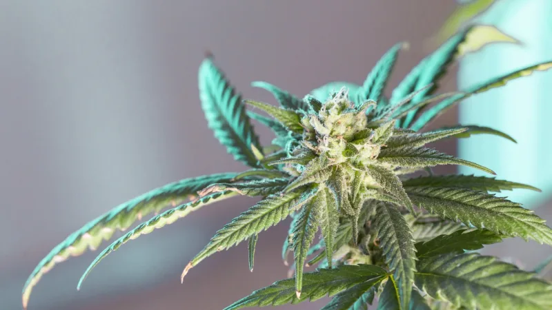 ETF de Bíblia a cannabis: 5 dos fundos de índices mais originais dos EUA