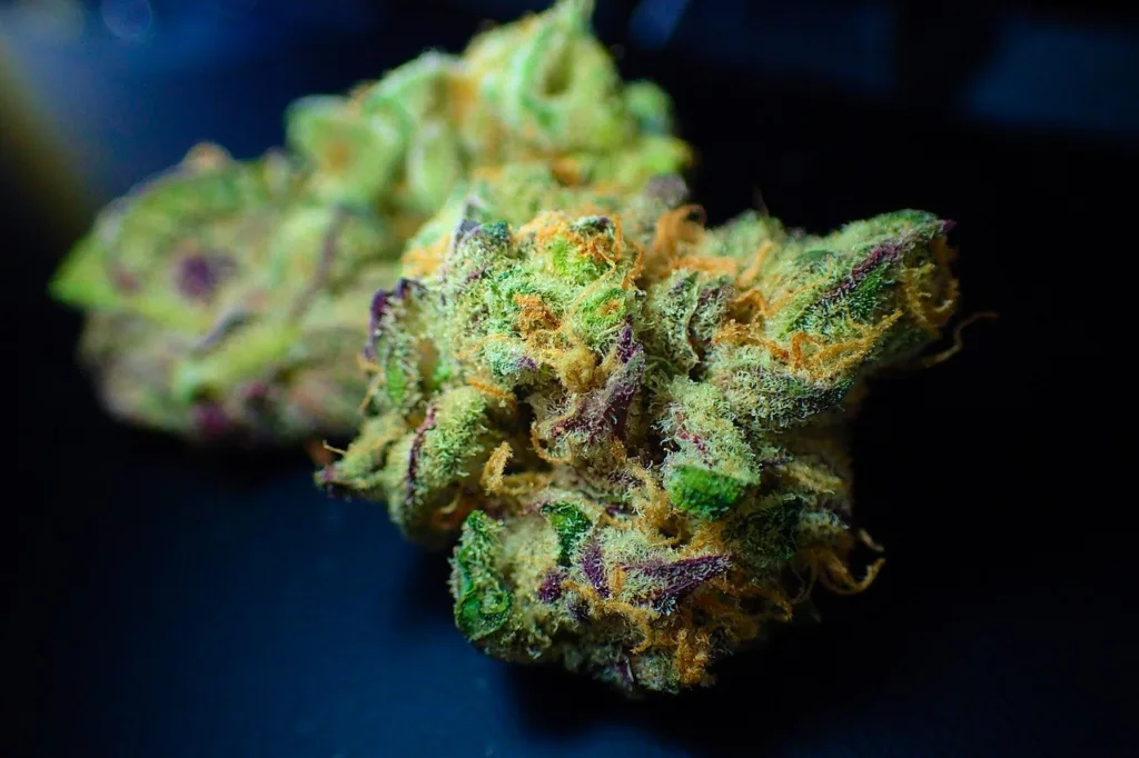 BTG (BPAC11) lança fundo de Cannabis com aporte inicial de R$ 100